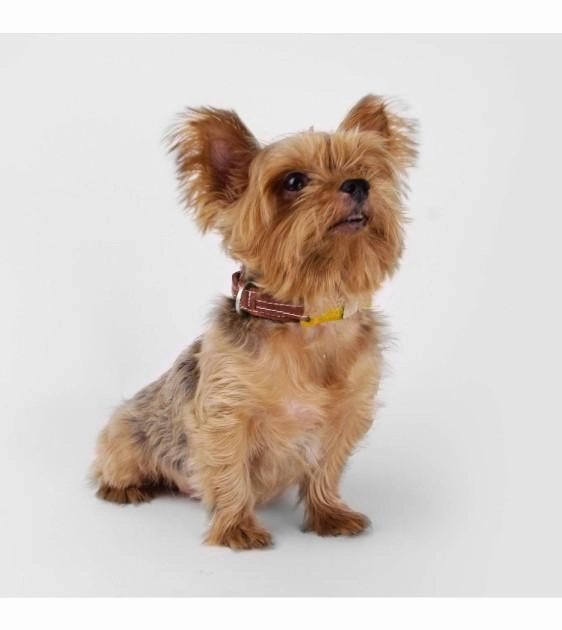Sputnik Leather & Nylon (Yellow) Dog Collar