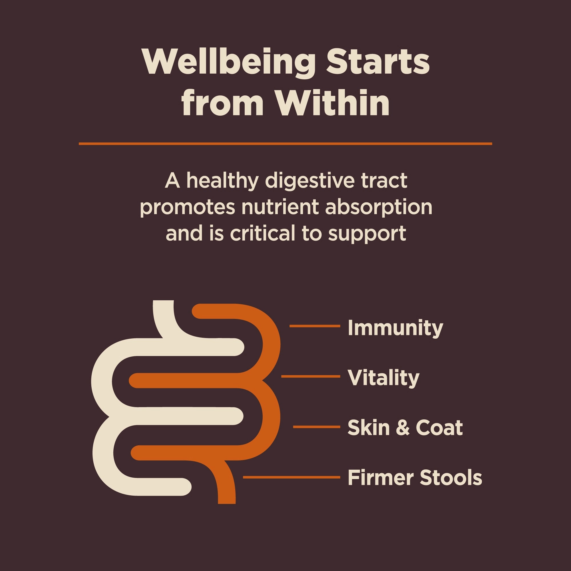 Wellness CORE Digestive Health Wholesome Grains Adult Dry Dog Food (Chicken & Brown Rice Recipe)
