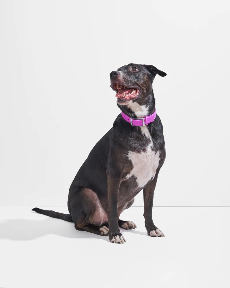 Wild One Anti-Odour Dog Collar (Orchid)