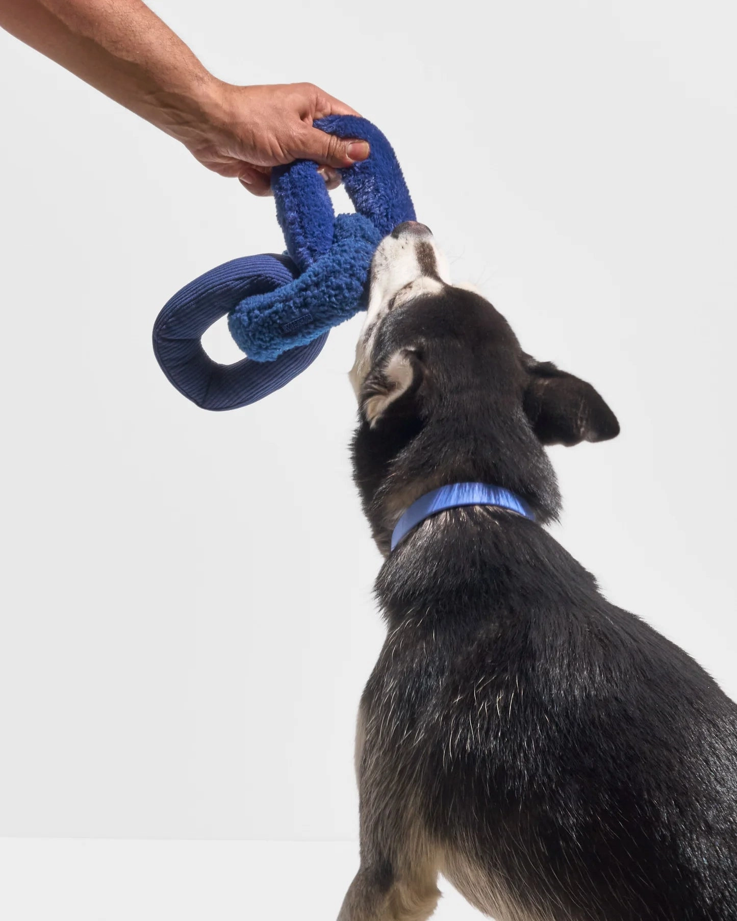 Wild One Chew Chain Crinkle Squeaky Dog Toy (Navy)