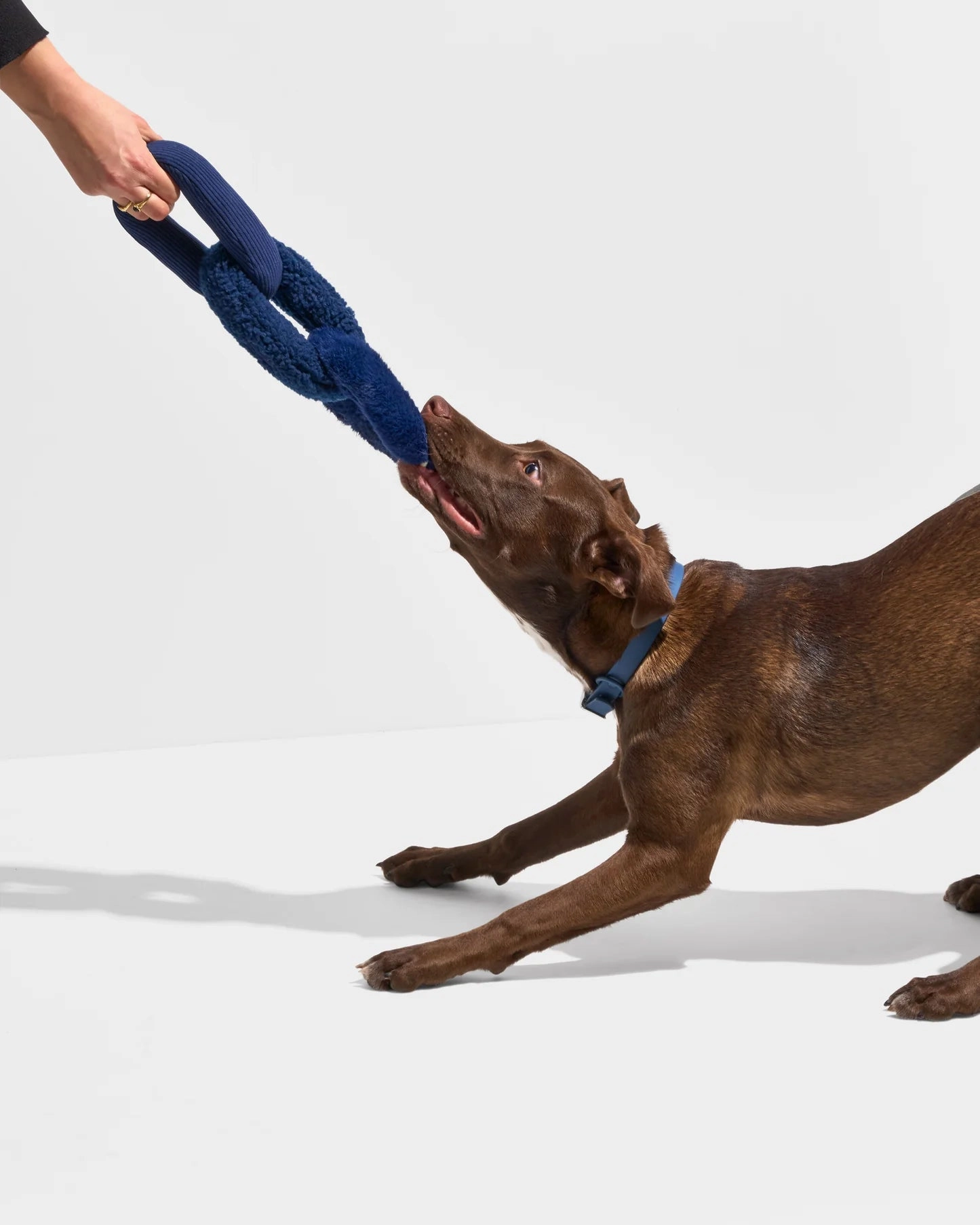 Wild One Chew Chain Crinkle Squeaky Dog Toy (Navy)