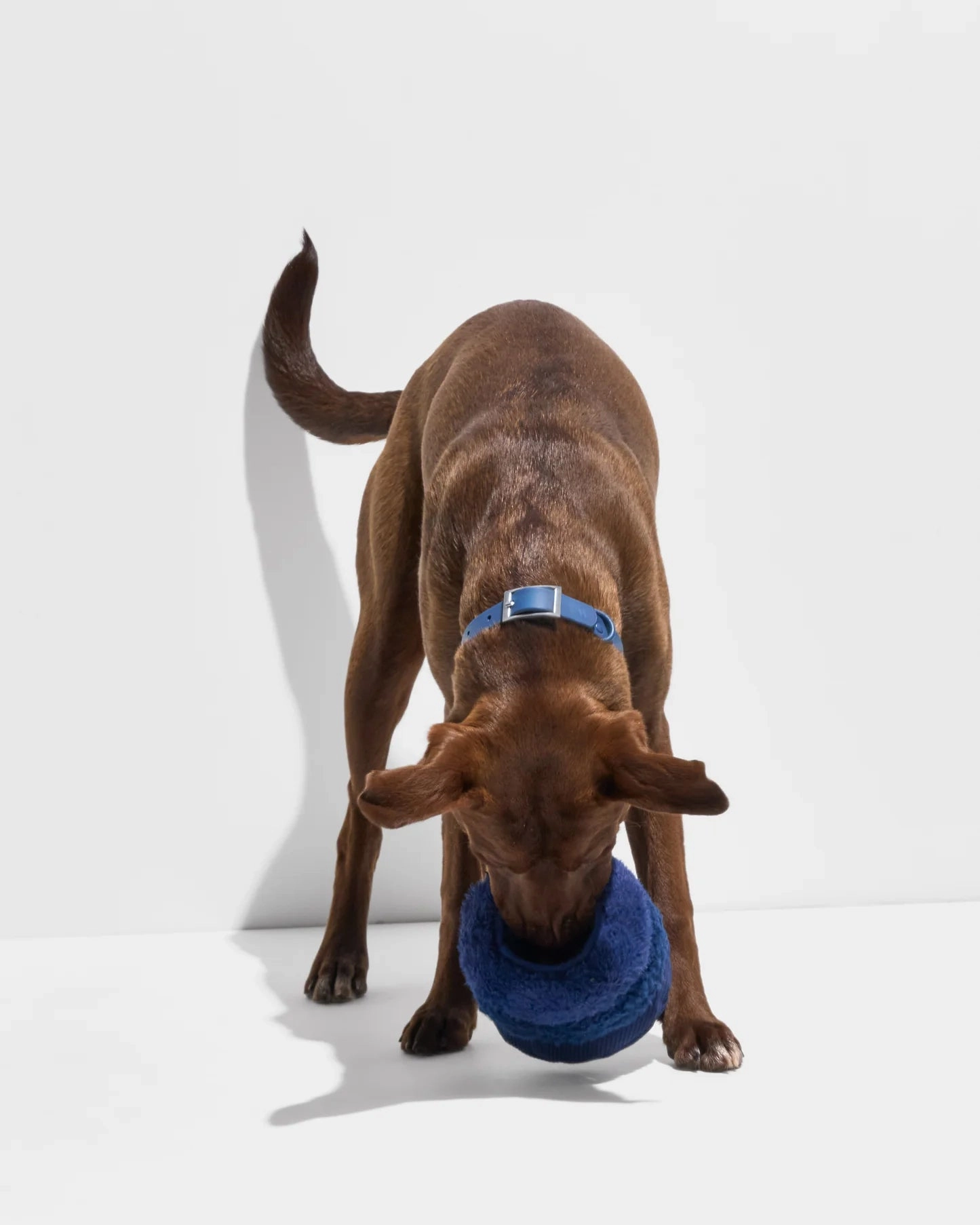 Wild One Tennis Tuft Puzzle Dog Toy (Navy)