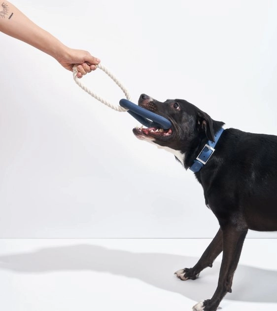 Wild One Triangle Tug Dog Chew Toy (Navy)